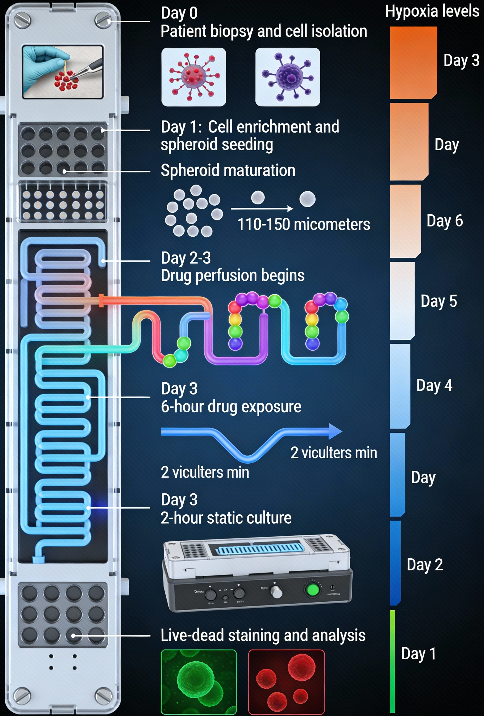 experimental timeline from patient biopsy to personalized drug response analysis in 5 7 days