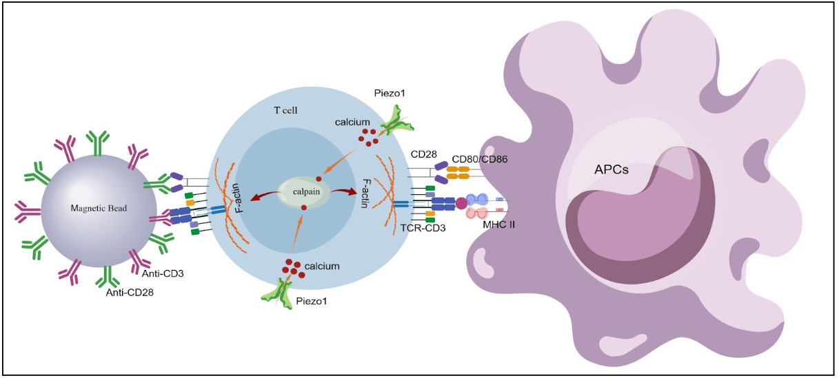 graphical abstract pizo in t cell activation
