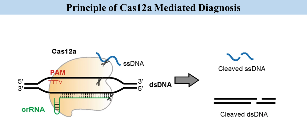 pam based molecular diagnosis