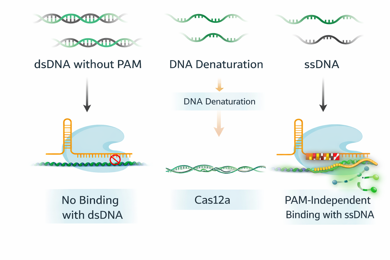 pam dependency of cas12 a for dsdna and ssdna