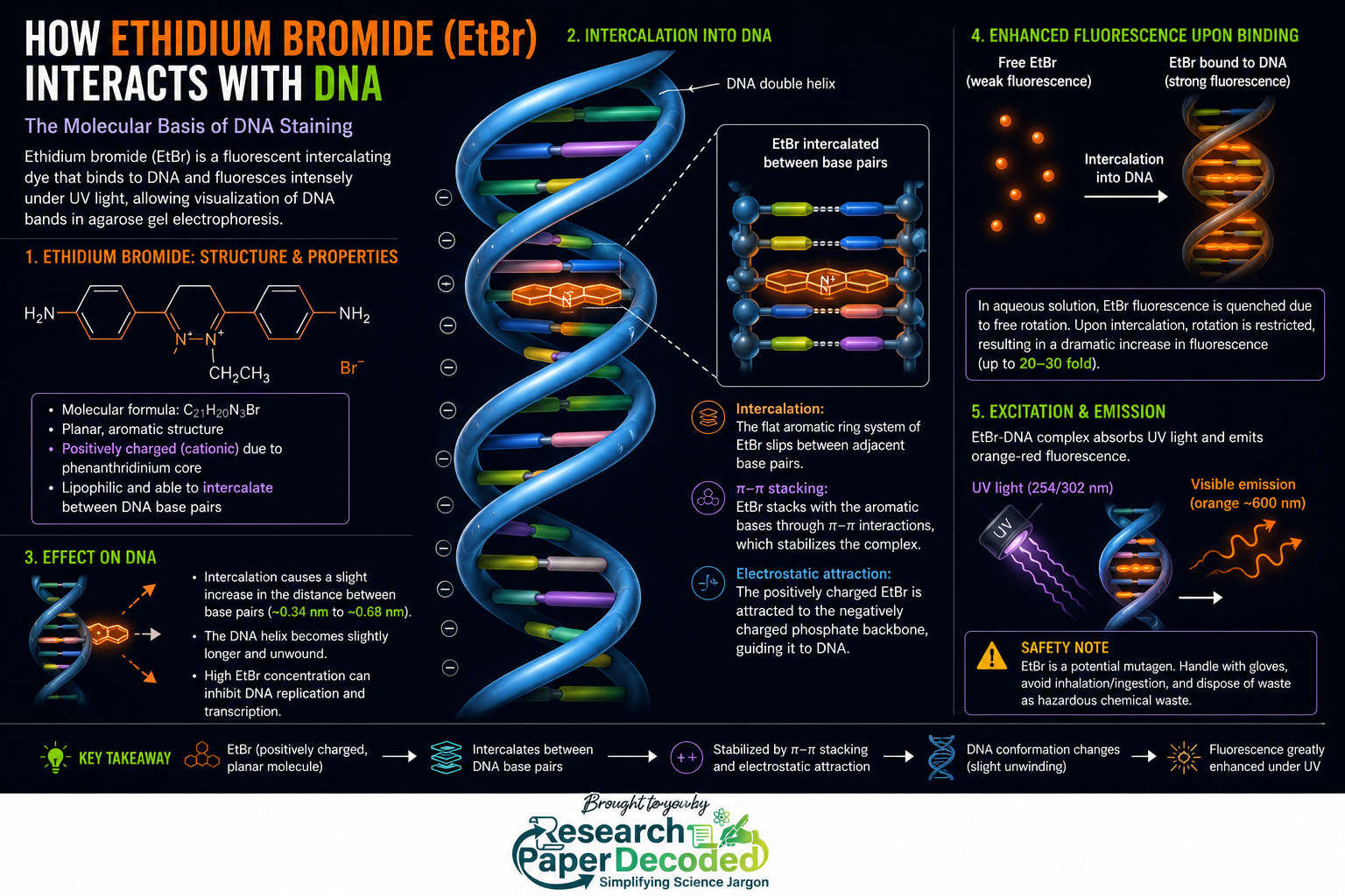 dna etbr interaction during agarose gel electrophoresis