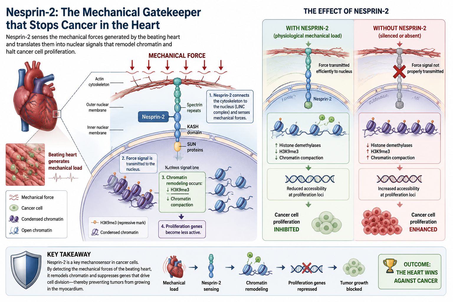 Why Cancer Rarely Lives in the Heart: The Secret Weapon Hidden in Every Heartbeat || Paper Decoded role of nesprin 2 to mechanical force on heart tissue