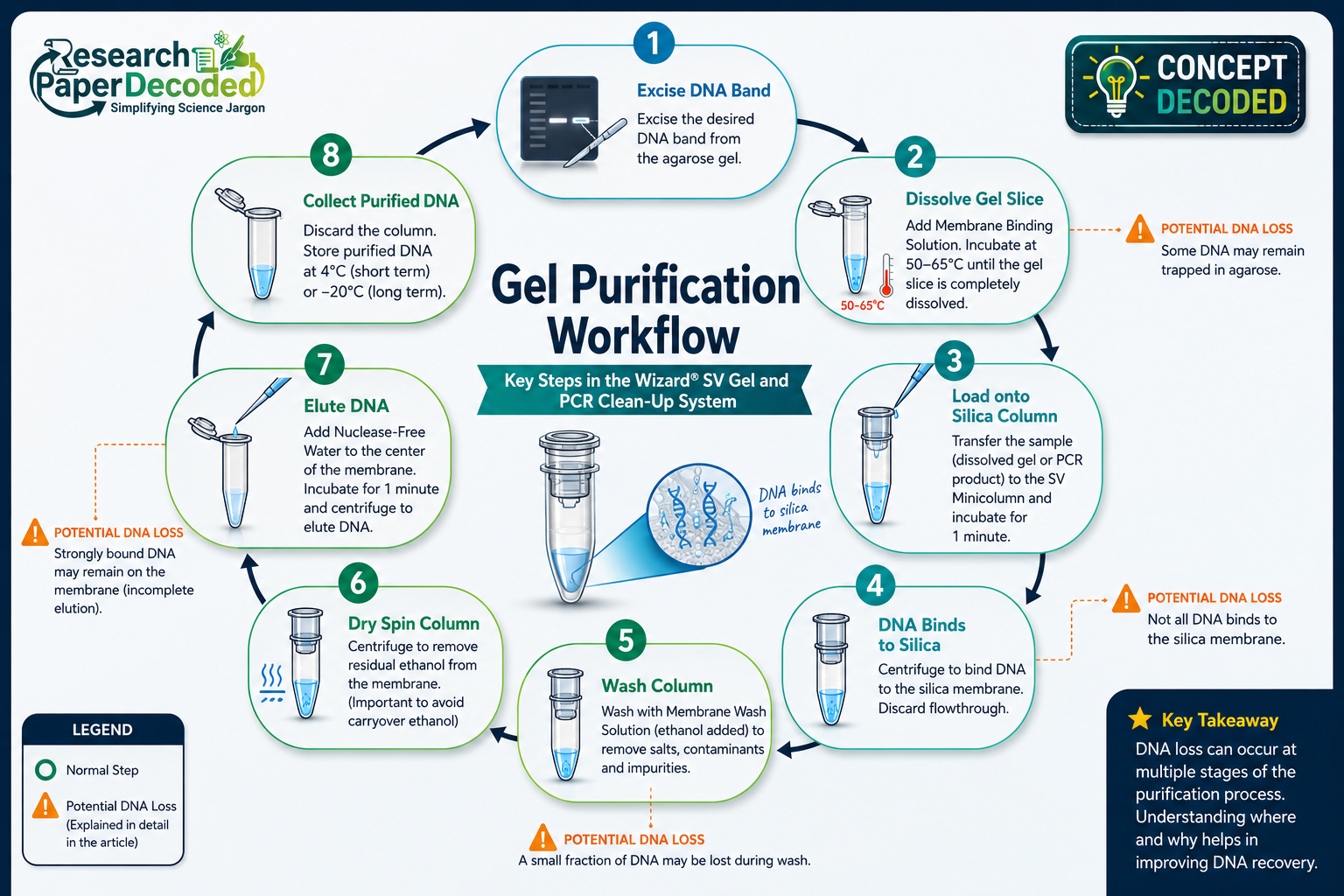 gel purification of dna protocol