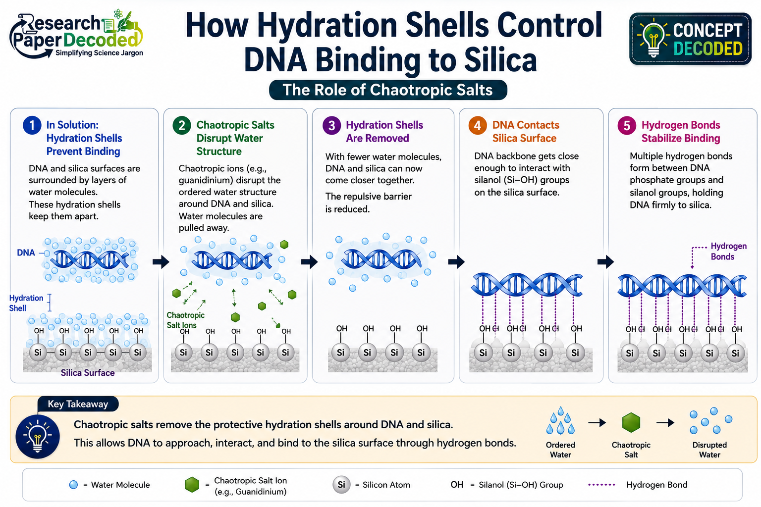 the science behind dna binding to the silica membrane